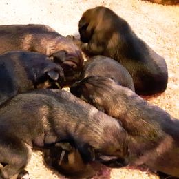 German Shepherd Puppies from Marbany Kennels