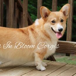 Dorothie - Pembroke Welsh Corgi