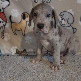 Axel - Merle male Great Dane puppy in Walker, Louisiana from La Rebel Danes
