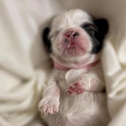 Blossom - Tricolor female Shih Tzu puppy in Sebring, Florida from Amarilys ShihTzus & Poodles