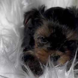 Yorkshire Terriers from Yorkiepupsntcups