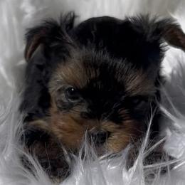 Yorkshire Terriers from Yorkiepupsntcups