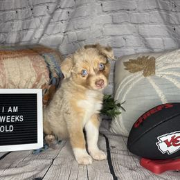 CHIEF - Red merle male Miniature Australian Shepherd puppy in Peoria, Arizona from B My Sunshines Mini Aussies