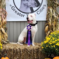 Dogo Argentino puppies from Northern Legacy Dogos