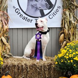 Dogo Argentino puppies from Northern Legacy Dogos