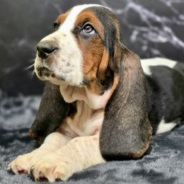 Toyger (Green) - Black tan and white male Basset Hound puppy in Amelia, Ohio from Lady Mae Bassets