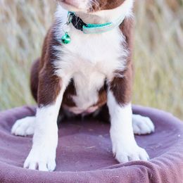 McNab Puppies from Vanir McNab Shepherds