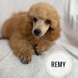 Remy - Apricot male Poodle puppy in Monetta, South Carolina from Moonrise Poodles