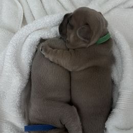 French Bulldog Puppies from Upcountry Frenchies