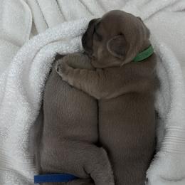 French Bulldog Puppies from Upcountry Frenchies