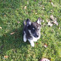 Lapponian Herder Puppies from Kuulas Kennels