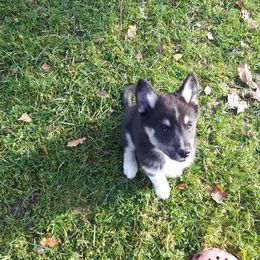 Lapponian Herder Puppies from Kuulas Kennels