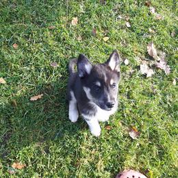 Lapponian Herder Puppies from Kuulas Kennels