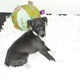 Milania Male 2 - Blue male Italian Greyhound puppy in Sparta Tn And Caryville Fl, Tennessee from Summerwind Kennel