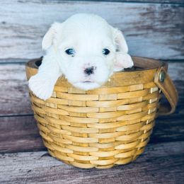 Hannah - White female Mal-Shi puppy in Tampa Bay, Florida from Woodpecker Ridge Pups