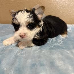 Puppy 3 - Black and white male Shih Tzu puppy in Whittier, California from Shihtzu