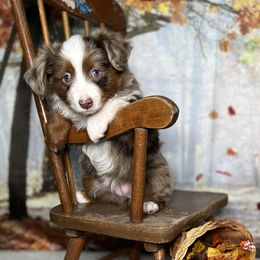 Miniature Australian Shepherd and Toy Australian Shepherd Puppies from Small World Aussies