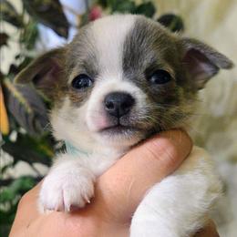 Milo - Sable spotted white male Chihuahua puppy in Downey, Idaho from Seven Diamond Chihuahua's