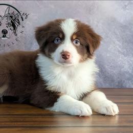 Brooklyn - Red tri-color female Australian Shepherd puppy in Fultonville, New York from Sandy Aussies, Mini Dachshunds & Pomeranians