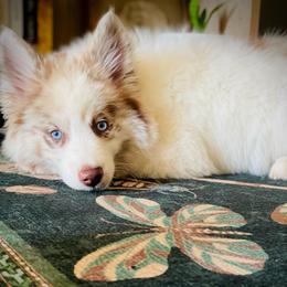 Goose - Merle male Pomsky puppy in Greenville, South Carolina from Thicketty Mountain Pomskies