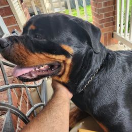 Athena - Rottweiler