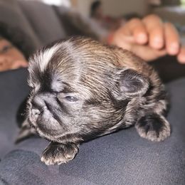 DORIAN - Brindle male Shih Tzu puppy in Los Banos And Bay Area, California from Shantii's Shih Tzu's