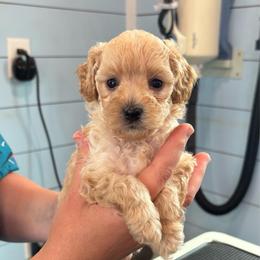 Surfer - Red  male Poodle puppy in Wharton, Texas from In the Red Poodles