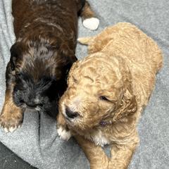 Saint Berdoodle Puppies from Highland Ridge Doodles