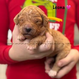 Leona - Red  female Goldendoodle puppy in Lancaster, Minnesota from North Star Dog Training