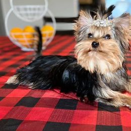 Yorkshire Terriers from BabydollYorkiesofTexas