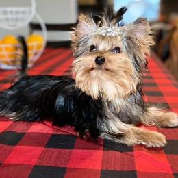Yorkshire Terriers from BabydollYorkiesofTexas