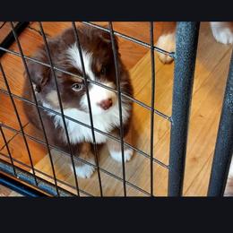 Yeti (blue collar) - Red tri-color male Miniature American Shepherd puppy in Griswold, Connecticut from Flatrock's Mini American Shepherd's