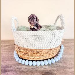 Onyx - Brown male Bernedoodle puppy in Lake City, Florida from 224 Doodles and Poodles