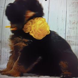 Yellow - Black and red male German Shepherd puppy in Gustavus, Ohio from Cross Kreek Kennels
