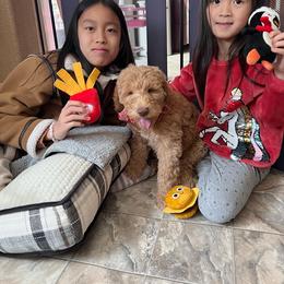 Goldendoodle Puppies from Lundee Doodles