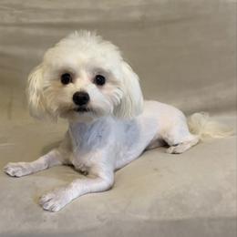 Frannie - White female Maltese puppy in Morehead, Kentucky from Paw Perfect Pets