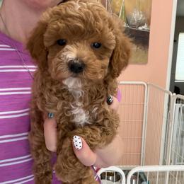 Alpha - Red  male Poodle puppy in Cedar City, Utah from Baird Poodles and Doodles