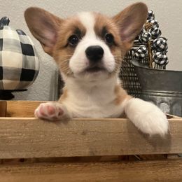 Buttercup - Pembroke Welsh Corgi puppy from CanaanCorgis