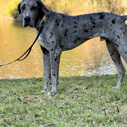 Moose - Merle male Great Dane puppy in Montgomery, Texas from KD Sweet Southern Danes