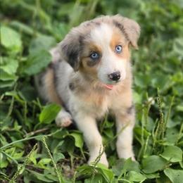 Buckle - Blue merle female Australian Shepherd puppy in Keyser, West Virginia from Heartfelt Hollow Farm