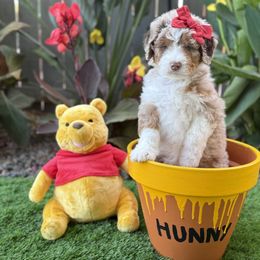 Aussiedoodle Puppies from Silva Ranch Doodles