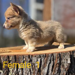 Female 1 - Blue female Pembroke Welsh Corgi puppy in Unicoi, Tennessee from East Tennessee Clark Corgis