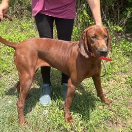 Brandy - Redbone Coonhound