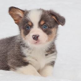 American Corgi, Cardigan Welsh Corgi, and Pembroke Welsh Corgi Puppies from Diamond Corgis