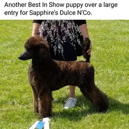 Poodle Puppies from Sapphire Poodles