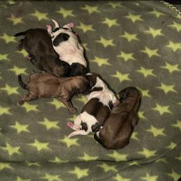 Shih Tzu Puppies from D’s Shih Tzu