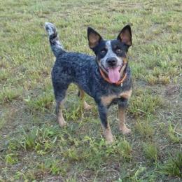 Montana Rein - Australian Cattle Dog