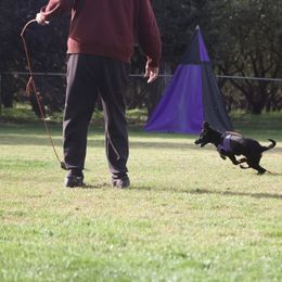 Border Collie and German Shepherd Puppies from Von Guadachi Working Dogs