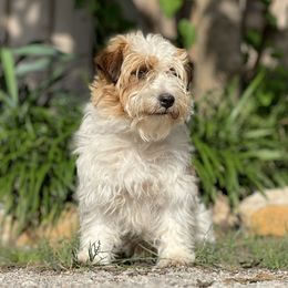 James - Russell Terrier