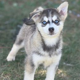 Jay - Wolf sable male Pomsky puppy in Lewiston, Minnesota from Family Pomsky